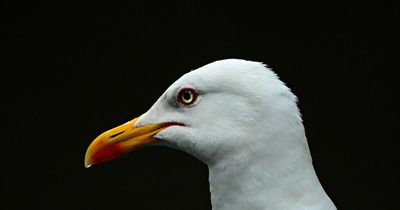 Wetherspoon pub installs shrieking gull alarm to help people eat in peace