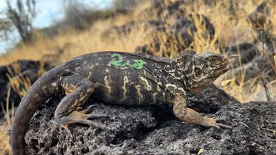 An island in the Galápagos reintroduced iguanas after nearly 200 years of extinction