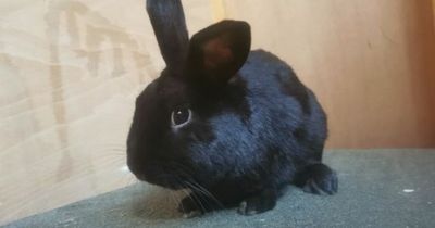 Scottish SPCA Lanarkshire officers seek home for beautiful but overlooked bunny