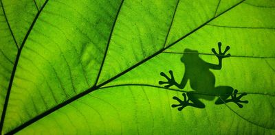 Thousands more species at risk of extinction than currently recorded, suggests new study