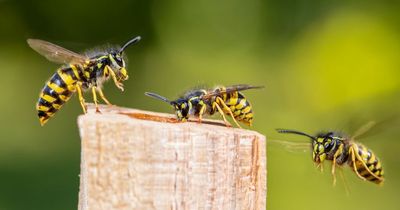 Ireland could be faced with major wasp invasion in a matter of weeks