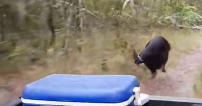 Scared gamekeeper chased by 'world's deadliest bird' in clip like 'Jurassic Park'