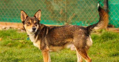 Dog who is 'part fox' is searching for new home after being returned to kennels