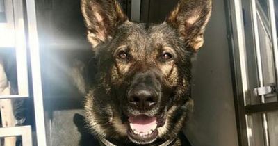 Police dog sniffs out half-naked BMW thief hiding in attic cupboard