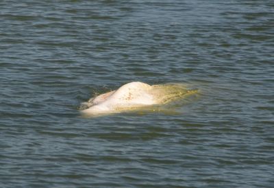 Stranded Beluga whale is now stationary in Seine: NGO