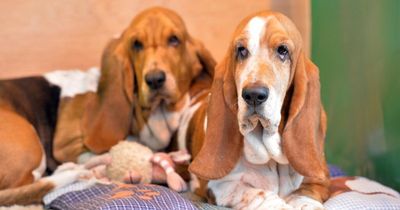 Vet names the five dogs she would never own because of their breeding
