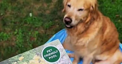 Woman unimpressed by 'deceiving' £10 Lidl paddling pool for her dog