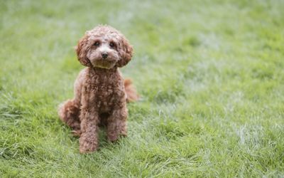 Oodles of Cavoodles: Dog breed becomes Australia’s most popular