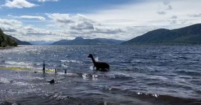 Alpacas escape enclosure and sneak off to Loch Ness to frolic in the water