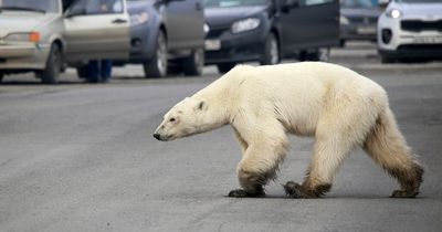 Woman mauled by polar bear after it wanders into camp in terrifying attack