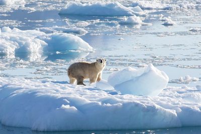 Polar bear killed after attacking French tourist on Norway’s Svalbard islands