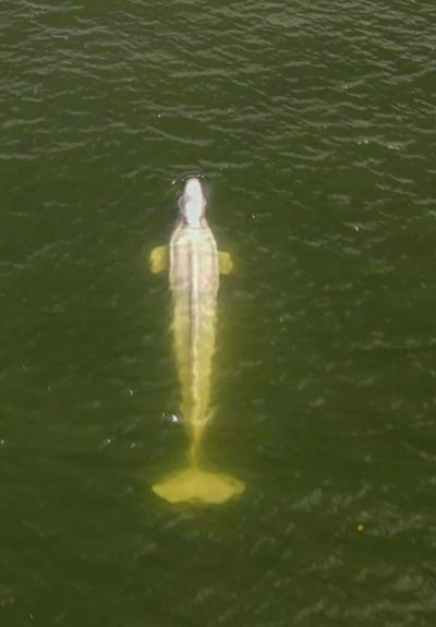 Efforts to feed Beluga whale in France's Seine fail so far