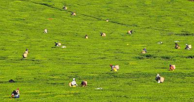 Kenyan tea pickers' court bid against Scottish firm is halted