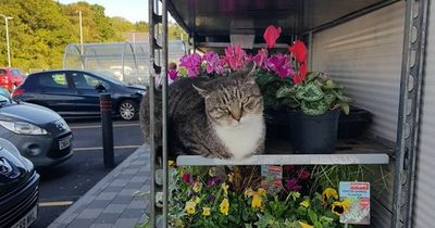 Home Bargains staff mourn local celebrity cat Roy who was a store regular