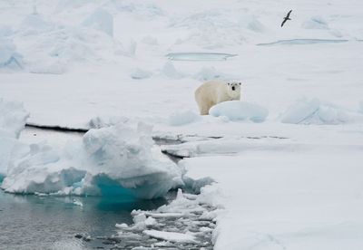 Woman injured by polar bear on Norway’s Svalbard Islands