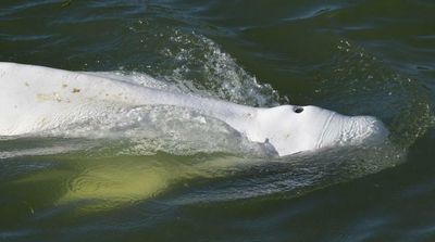 Efforts to Feed Beluga Whale in France's Seine Fail So Far