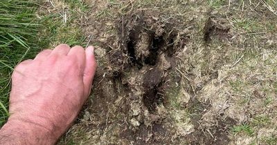 'Massive' pawprints spotted in Snowdonia amid cluster of big cat sightings