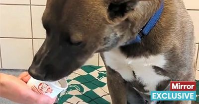 Rescue dogs get excited for 'ice cream day' at shelter to cool down in the heat