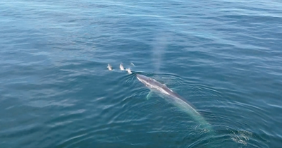 Video shows Fin Whale, the second largest animal to ever live visiting Irish waters
