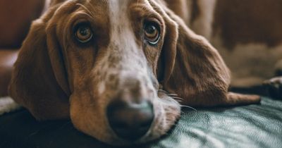 Dog owner leaves scathing review after sitter cancels to attend funeral
