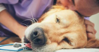 Vet's heartbreaking plea after dog cries for owner while being put to sleep