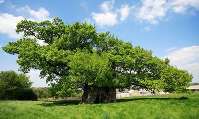 The Guardian view on ancient trees: natural monuments need protecting