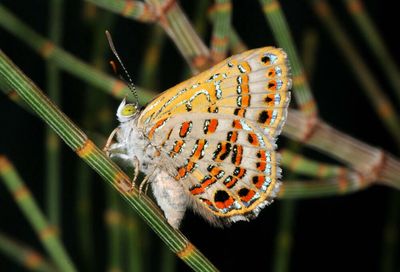 CSIRO researchers identify 139 new species, including an ant that ‘babysits’ caterpillars