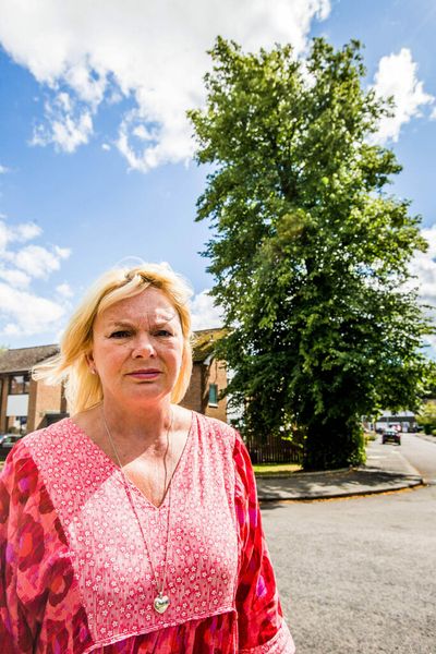 Teacher Is Refused Permission To Cut 72-Foot Tree Growing Out Of Control In Her Own Garden