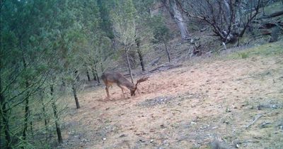 New research project to home in on feral deer destruction in Lake Macquarie