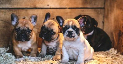 Vet shares her five least favourite dog breeds that she would never own