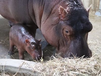 Fiona the Hippo gets a little brother