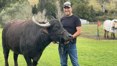 Animal trainer Steve Noy prepares buffaloes for saddle riding