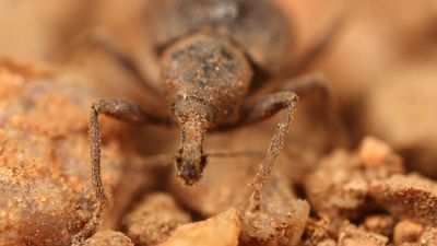 Weevils in caves, fish, and an ant that 'babysits' caterpillars among 139 new species classified by CSIRO