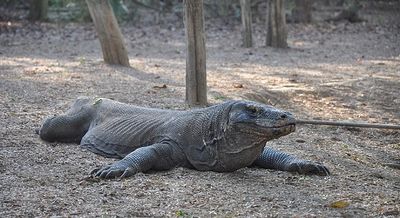 Indonesia accused of ‘backpacker ban’ over disputed Komodo National Park plans