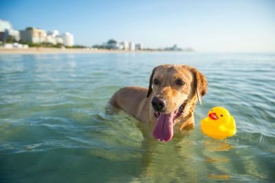 Chewy Has a New Offer Pet Owners May Love