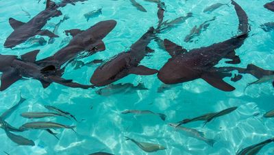 ‘It was like a scene from Jaws’ – three sharks attack boy (8)