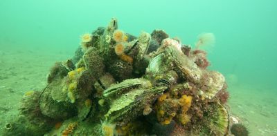 Once the fish factories and ‘kidneys’ of colder seas, Australia’s decimated shellfish reefs are coming back