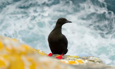 Country diary: The black guillemots are well cared-for here