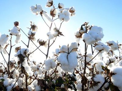 Cotton a Top End river system risk: report