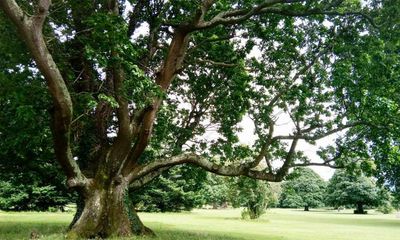 ‘Living legends’: Woodland Trust reveals tree of the year shortlist