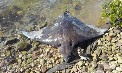 ‘Alarming’ mass fish kill in Lake Macquarie under investigation by EPA