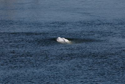 Beluga whale in France's River Seine to be moved to saltwater lock