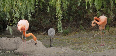 Proud flamingo dads raise abandoned chick at UK zoo