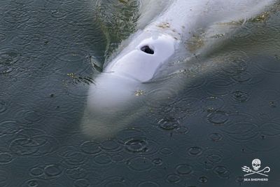 ‘A big day for the beluga’: French rescuers try to move stranded whale into saltwater tank