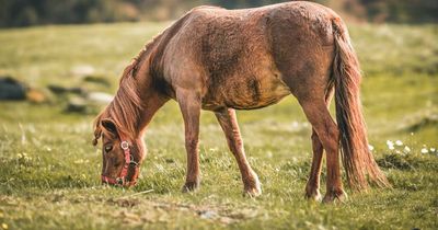 Married man, 52, had sex with pony while drunk and on drugs