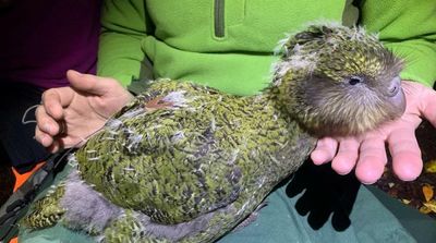 New Zealand’s Endangered Kakapo Parrot Gets a Big Population Boost