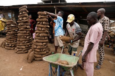 Sequencing West Africa's "yam belt" for food security