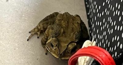 Toad travelled 6,000 miles from Thailand to Wales stowed away in student's suitcase