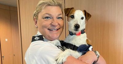 Brave dog whose tail was cut off using a kitchen knife lands new job with police