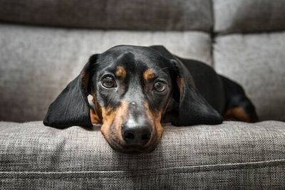 Is my dog depressed or happy? Pet experts explain how you can tell.